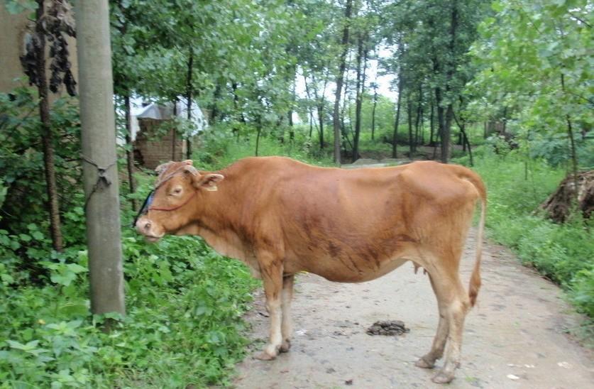 最新求一个套医保卡的黄牛是真的吗方法分析(最方便真实的求一个套医保卡的黄牛是真的吗还是假的方法)